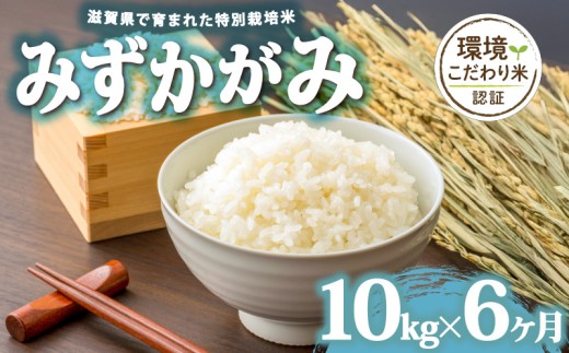 【 令和7年産 10kg 定期便 6ヶ月 】 みずかがみ 米 白米 2025年産 ミズカガミ 国産 滋賀県 日野町 農家直送 お米 精米 おこめ こめ 産地直送 ふるさと納税