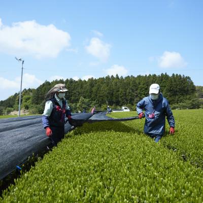 ふるさと納税 佐々町 【農林水産大臣賞受賞】4種丸型お茶詰め合わせ(佐々町) |  | 02