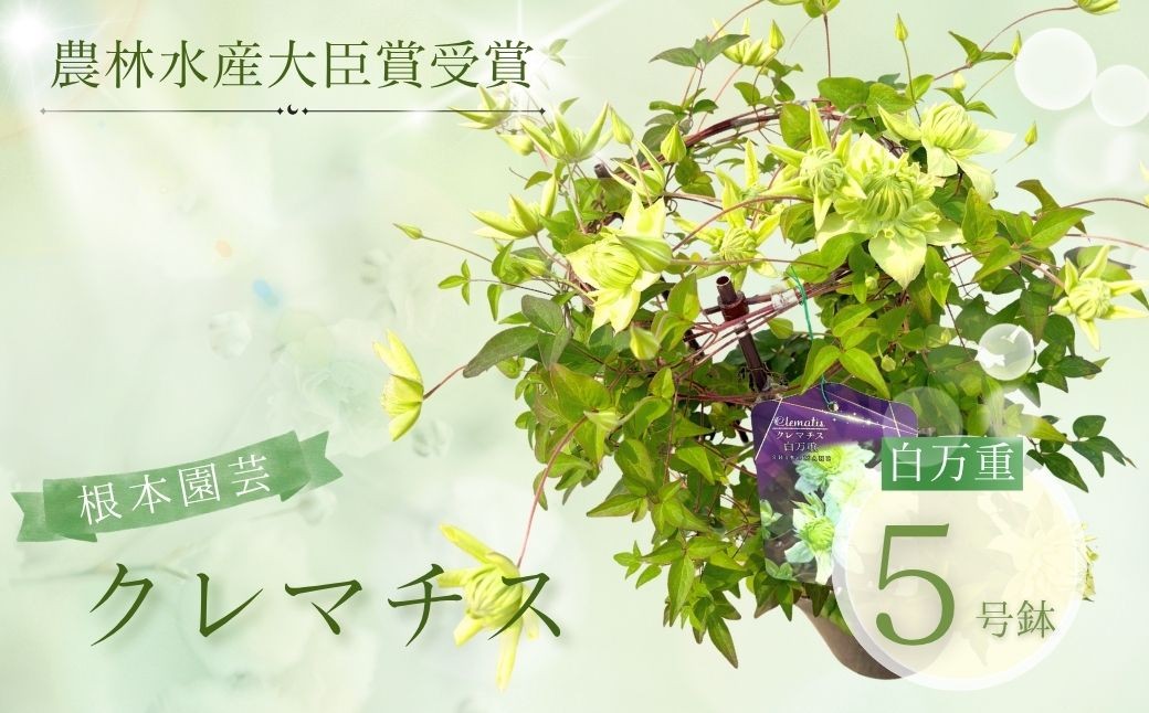 
                  【先行予約】クレマチス 白万重 5号鉢 | 花 お花 ホワイト 白 5号 花ギフト フラワーギフト 鉢花 鉢植え ギフト プレゼント 贈答 根本園芸 クレマチス aj002-ad
                