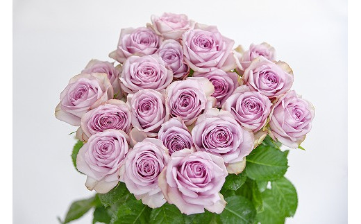 【紫系】薔薇の花 20本×長さ60cm （切り花延命剤付属）【 花 植物 バラ ばら 華道 フラワー アレンジメント ローズ お祝い 装飾 花瓶 風呂 綺麗 きれい 美しい 癒し いやし 香り お取り寄せ 特産 名物 名産 産地直送 東北 山形県 寒河江市 】　018-K-MM034-violet