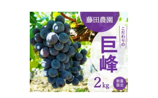 ＜先行予約:2025年夏発送ぶどう＞　藤田農園　こだわりの巨峰 約2kg【1491521】