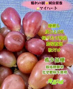ぶどう 2025年 先行予約 マイハート 秀品 粒だけ 約1kg 岡山 国産 果物 フルーツ  2025年8月中旬から発送