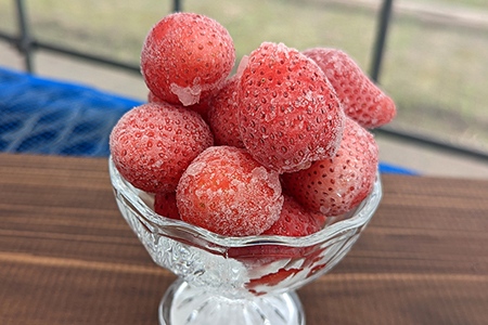 冷凍 完熟いちご１kg（500g×2袋）／いちごやす農園