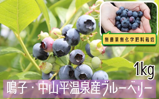 
            (03753)無農薬無化学肥料栽培 鳴子・中山平温泉産ブルーベリー1kg
          