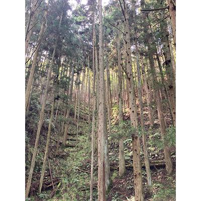 ふるさと納税 丹波篠山市 丹波篠山産間伐材使用　ヒノキスプレーセット |  | 03