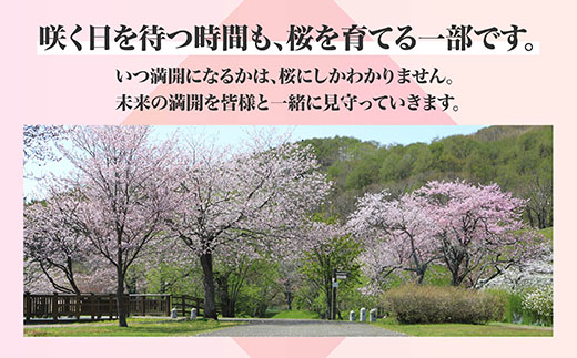 【返礼品なし】別保公園 の桜を雪害から復活させたい ｜「日本一遅い桜まつり」応援寄附（1口 1,000円〜） さくら 桜 桜の木 植樹 別保公園 北海道 釧路町 釧路超 寄付 支援 応援 共感型sak