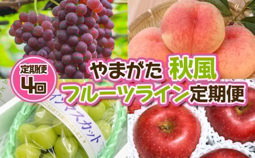 【定期便4回】やまがた 秋風フルーツライン定期便【令和7年産先行予約】FU23-878 くだもの 果物 フルーツ 山形 山形県 山形市 2025年産