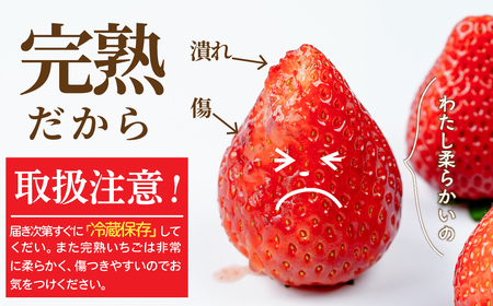 いちご【3月以降発送】朝採れとちあいか 大粒 約270g × 4パック 合計約1080g |イチゴ いちご