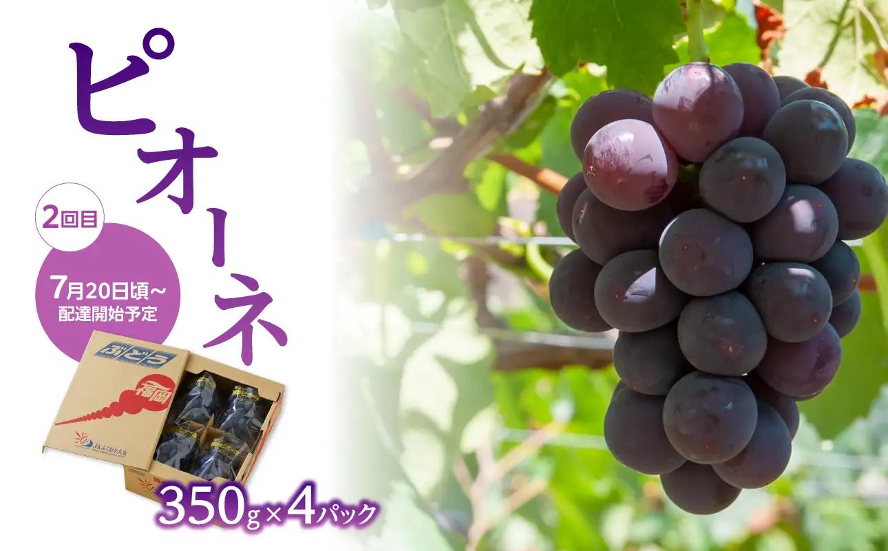 【先行受付】福岡ぶどう定期便【全3回】【JAふくおか】ぶどう食べ比べ便 各1.4kg（種なし巨峰、ピオーネ、シャインマスカット） 002-T002