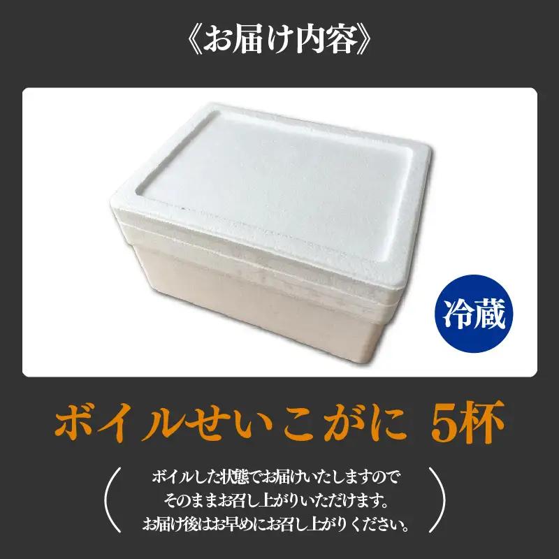 【先行予約】ボイルせいこがに 5杯 《 獲れたての味！》 ／期間限定 茹で ボイル 冷蔵 蟹 カニ 福井県 あわら市 海鮮 冬 旬 ※2026年11月中旬～2026年12月下旬の間で順次発送 [aw0