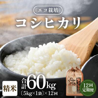 ふるさと納税 あわら市 【毎月定期便】【一等米】 エコ栽培コシヒカリ　精米5kg全12回