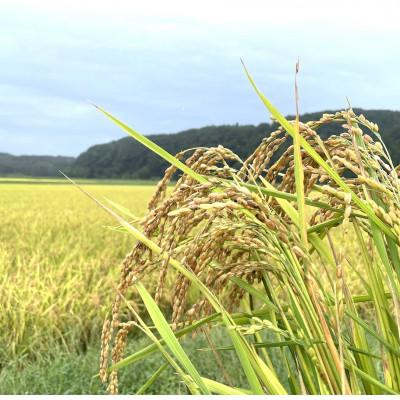 ふるさと納税 塩谷町 【有機JAS認証(転換期間中)】極献上有機栽培　奇跡のお米 神宝米　つやみがき玄米ごはん 3パック |  | 02