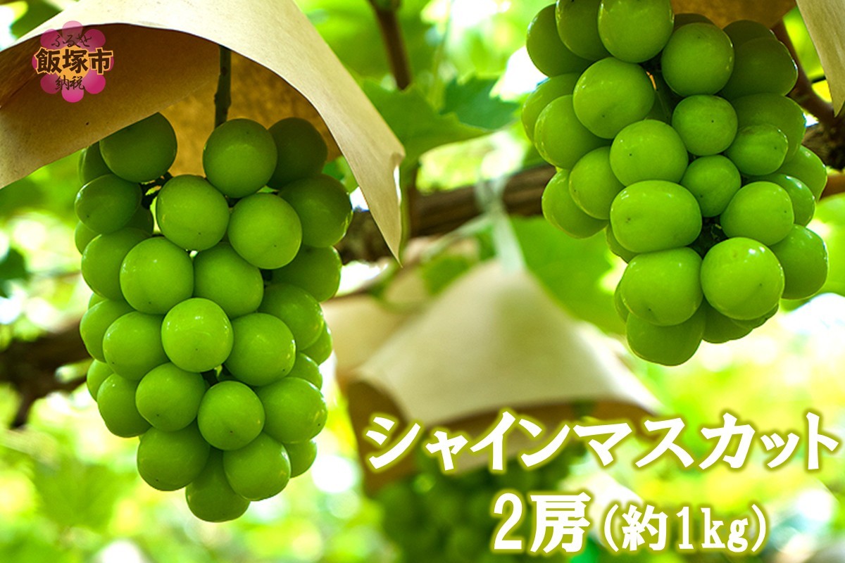 
                  シャインマスカット2房(約1kg)＜2026年8月中旬から発送開始分先行予約＞【A7-070】
                