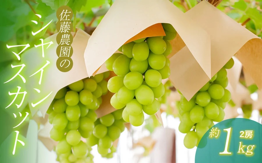 【令和8年産先行予約】 鶴岡市産 シャインマスカット 約1kg (2房)　佐藤農園