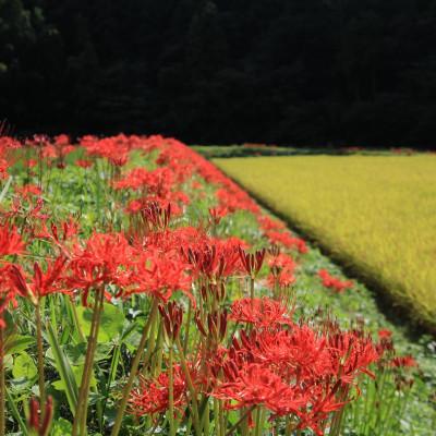 ふるさと納税 東温市 〈坂本自然農場 穂田琉〉JINEN:にこまる　精米2kg |  | 03