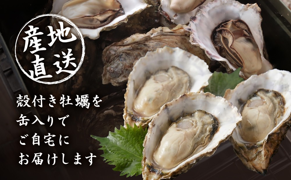 お家で簡単 BBQ 蒸し牡蠣 加熱用 鳥羽産 浦村牡蠣