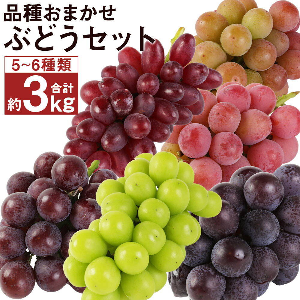【ふるさと納税】彩りぶどうセット 約3kg 5〜6種類入り 葡萄 ぶどう ブドウ フルーツ マスカット ランダム おまかせ 果物 国産 九州産 熊本県産 菊池市産 送料無料【2025年8月下旬より順次発送予定】