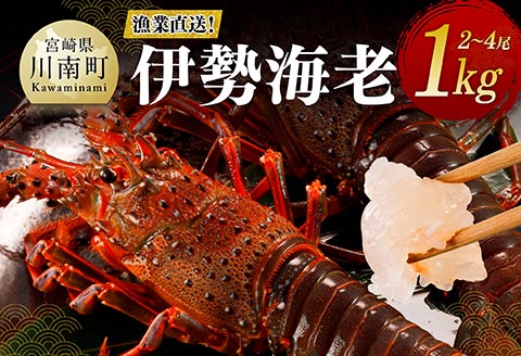【漁協直送！】伊勢海老1kg（2～4尾） 【 魚介類 えび 伊勢えび イセエビ 】[B01703] 伊勢海老1kg（2～4尾）