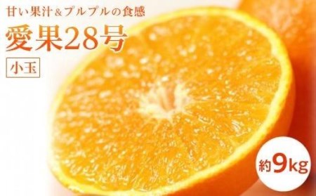 【11月中旬から発送予定】愛果28号＜小玉＞約9kg （ 愛媛産 愛媛県産 国産 愛媛みかん 愛媛蜜柑 愛媛ミカン みかん ミカン mikan 蜜柑 柑橘 フルーツ 果物 くだもの お取り寄せ 産地直送 数量限定 人気 おすすめ 愛媛県 松山市 送料無料 ）【KK0712】