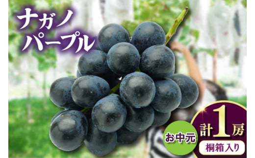 お中元桐箱入りナガノパープル1房　県内共通返礼品:かすみがうら市産 (BR170)