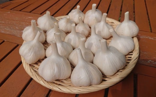 【期間限定】白馬村で育った『はれ』にんにく 500g /長野県白馬村　採れたて　新鮮　直送　旬　野菜【D0470642】