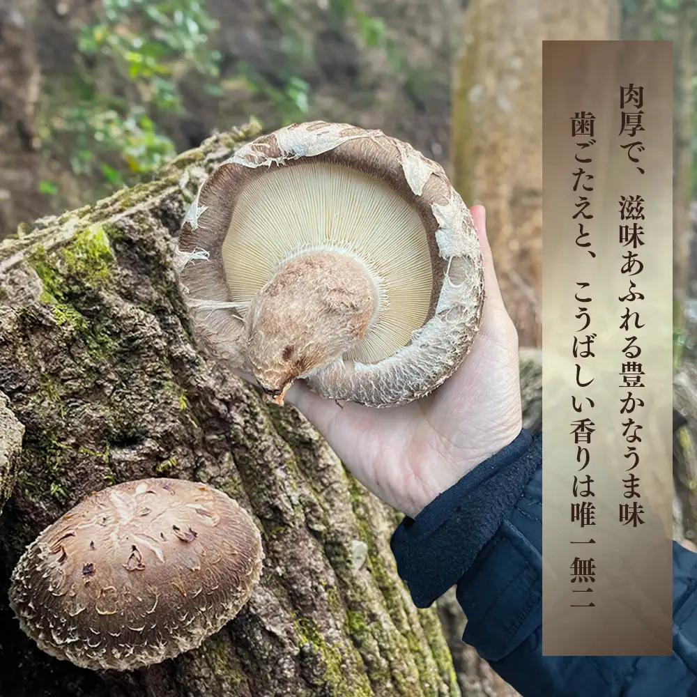 農林水産大臣賞 受賞 槻木 大葉厚肉 乾燥椎茸 205g 026-0025