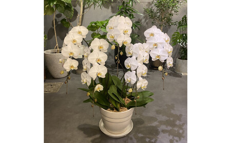 胡蝶蘭大輪5本立ち（1本につき10〜13輪蕾込）