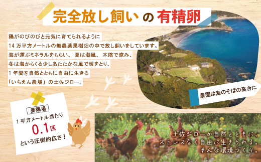 【定期便6回】濃厚でコクのある味わい！のびのび育った土佐ジローの自然卵20個（10個入り×2パック）卵 玉子 たまご 鶏卵 土佐ジロー 自然卵 新鮮 旨味 濃厚 コク 自慢 こだわり卵 高知 高知県 