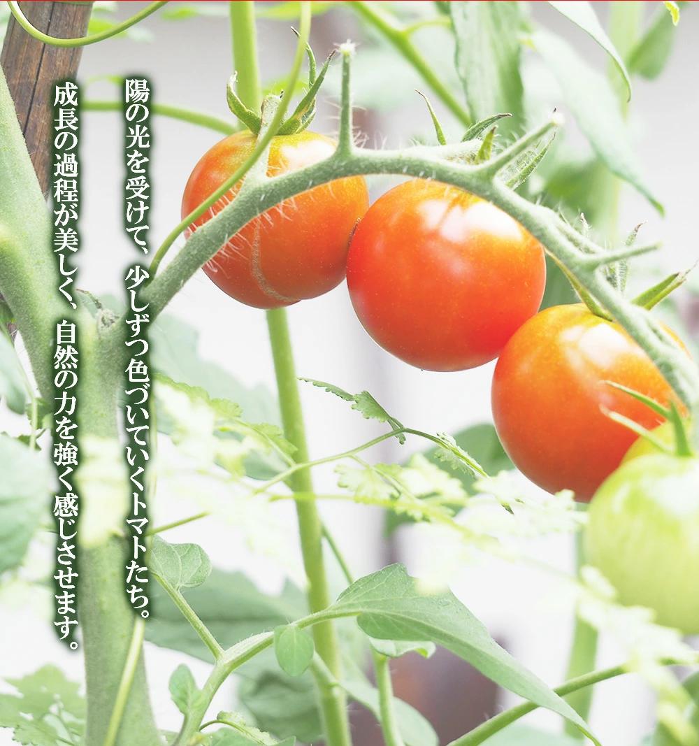 【ふるさと納税】ミニトマト 1.5kg~3kg 選べる 香川農園 三豊市産トマト プチトマト 訳あり ぎゅっと詰まった太陽のエネルギー 新鮮そのまま 健康と美味しさの両立 一口で感じるフレッシュ 一日