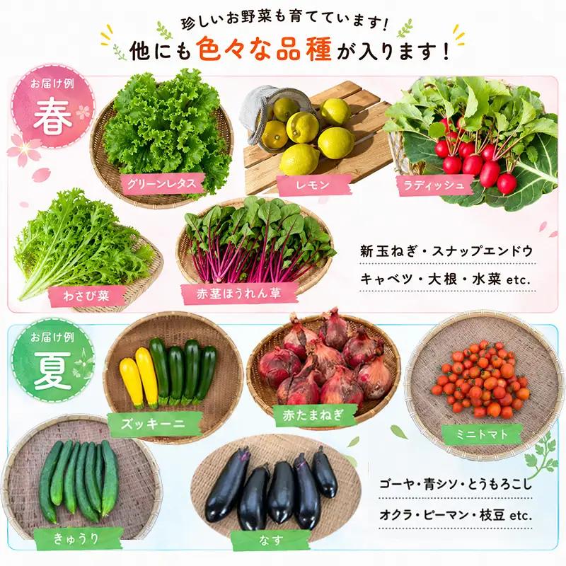 【定期便12回】 有機野菜 オーガニック 野菜セット