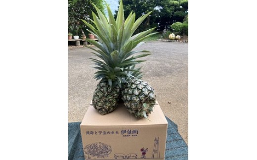 貞さんの島パイナップル約2.5kg