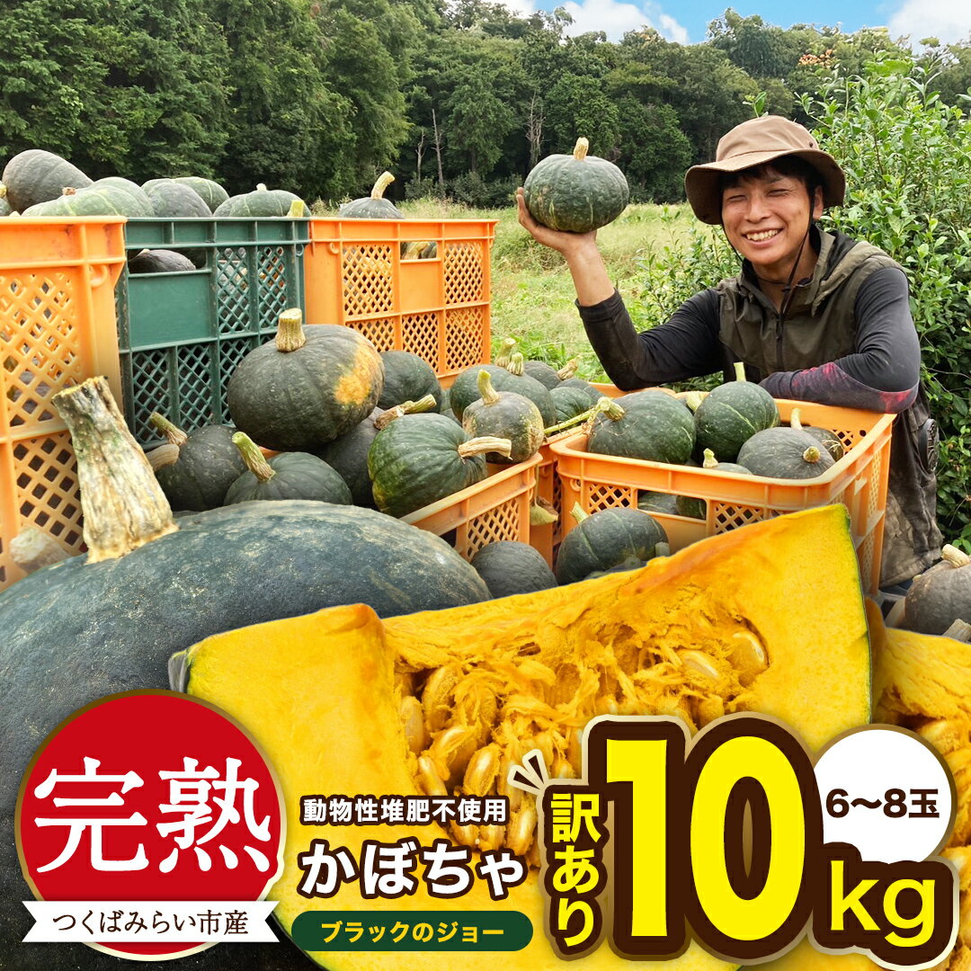 【ふるさと納税】 ＼ 選べる内容量／ 【 訳アリ 】完熟かぼちゃ ブラックのジョー 5kg / 10kg かぼちゃ 生かぼちゃ ほくほく ねっとり 甘い 国産 茨城県産 訳アリ お取り寄せ 野菜 国産