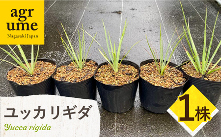 Yucca rigida ユッカ リギダ 1株 長与町/アグリューム[EAI183]
