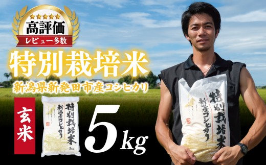 【先行予約】令和8年産 コシヒカリ 玄米 5kg 特別栽培米 こしひかり 米 お米 こめ 新潟米 新潟県産 新潟産 新潟 新潟県 新発田産 新発田 新発田市 斗伸 toushin028_R8