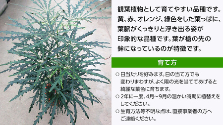 クロトンノキ グリーンエレガンス 5号ポット 1点 家庭 で 園芸 鉢植え 苗 庭木 果樹 ガーデニング 植物 確実園