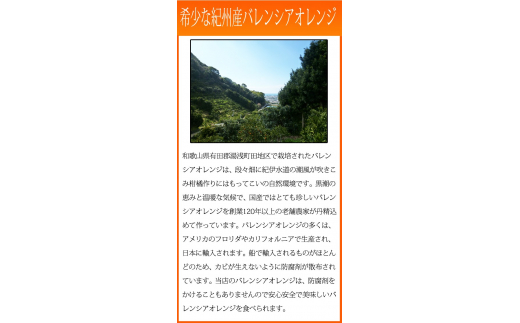 秀品　希少な国産バレンシアオレンジ　2.5kg　※2026年6月下旬頃～7月上旬頃順次発送（お届け日指定不可）【uot752】