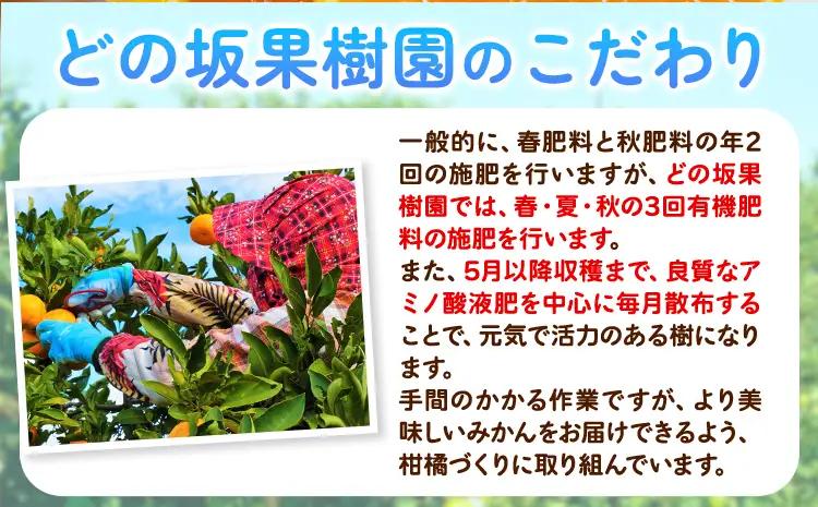 みかん 麗紅 5kg 麗紅
