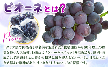 【先行予約】紀州和歌山産 ピオーネ 約2kg 3房-5房 魚鶴商店 《8月下旬-9月上旬頃出荷》 和歌山県 日高川町 フルーツ ぶどう 巨峰 2kg 和歌山県産 送料無料