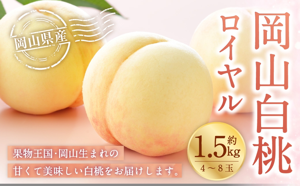 岡山白桃 ロイヤル 4～8玉 約1.5kg 岡山県産 白桃 桃 もも モモ くだもの 果物 果実 フルーツ 国産 ギフト 贈り物 【 2026年7月上旬～8月下旬発送予定 】
