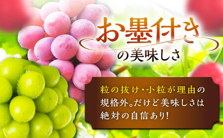【先行予約：2026年8月中旬より発送】訳あり シャインマスカット 1房 クイーンニーナ 1房[AIAB013]