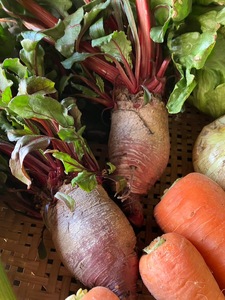 丸山農園の野菜セット 大セット 5~6人用 おまかせ 6?8品目 無農薬 くらしを耕す会 野菜 やさい サラダ 健康 人参 玉ねぎ 大根