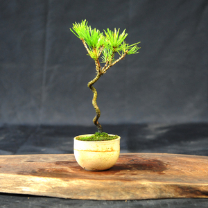 赤石の泉 黒松（鉢植え） S-28