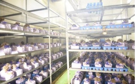 【熊本県阿蘇・南小国産】うまみ＆栄養が自慢♪の生まいたけ１ｋｇ（約３株）