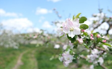 訳あり りんご 定期便 2回（約5kg） / 岩手県 遠野市 産 松陽園 11-12月 発送 10月31日受付終了