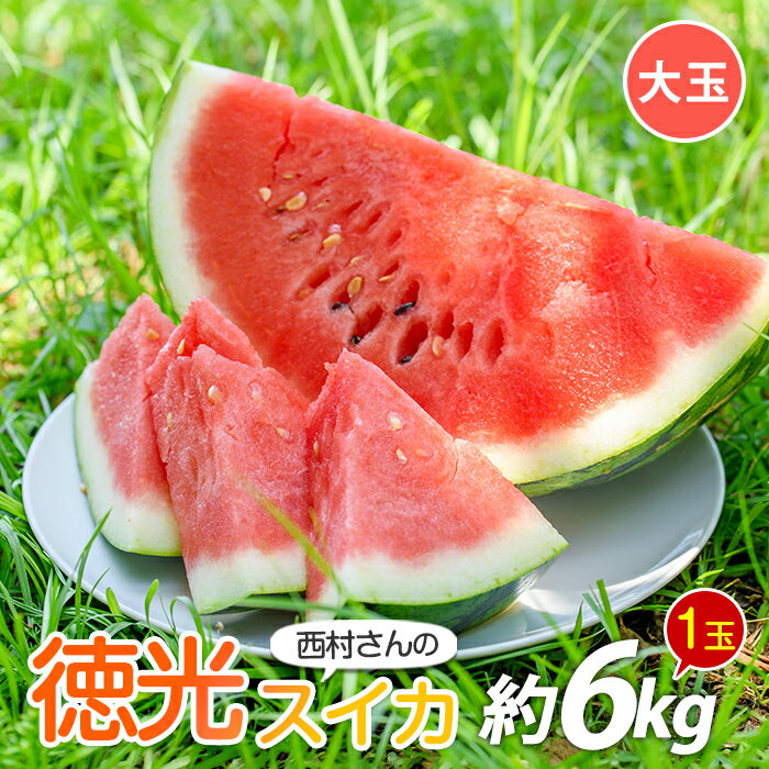 【ふるさと納税】【2026年5月下旬～順次発送】西村さんのこだわり徳光スイカ大玉1玉 スイカ すいか 西瓜 果物 フルーツ 夏 旬 徳光スイカ 指宿スイカ スイカ すいか 西瓜 果物 フルーツ 夏 旬 徳光スイカ 指宿スイカ【中園久太郎商店】