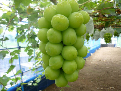 【ふるさと納税】【さぬき讃フルーツ認定】 締め切り間近 加温ハウス シャインマスカット 約2kg シャインマスカット 大粒 贈答用 ギフト お取り寄せ 国産 旬 新鮮 産地直送 高級 ぶどう 葡萄 ブ