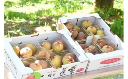CP-007_【先行受付】新鮮朝採りいちじく1.5kg【高糖度・ハウス栽培】