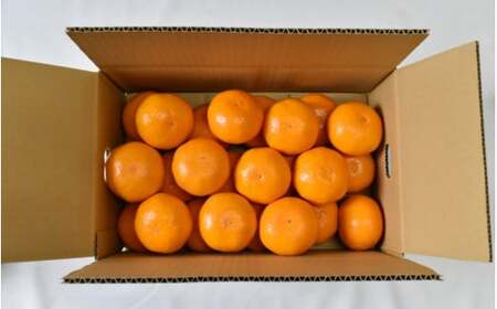 【2025年分先行予約】大坊の温州みかん 3kg（Lサイズ） ※2025年11月中旬～12月下旬頃に順次発送予定【期間限定・数量限定】 / みかん 蜜柑 3キロ お取り寄せ 産地直送 贈答品 ギフト 