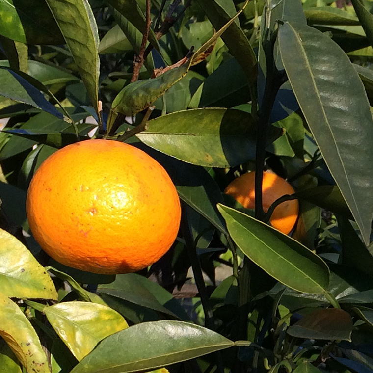 ZD6705n_【2026年先行予約】【春みかん】和歌山県有田産カラマンダリン約5kg（サイズ混合　ご家庭用）