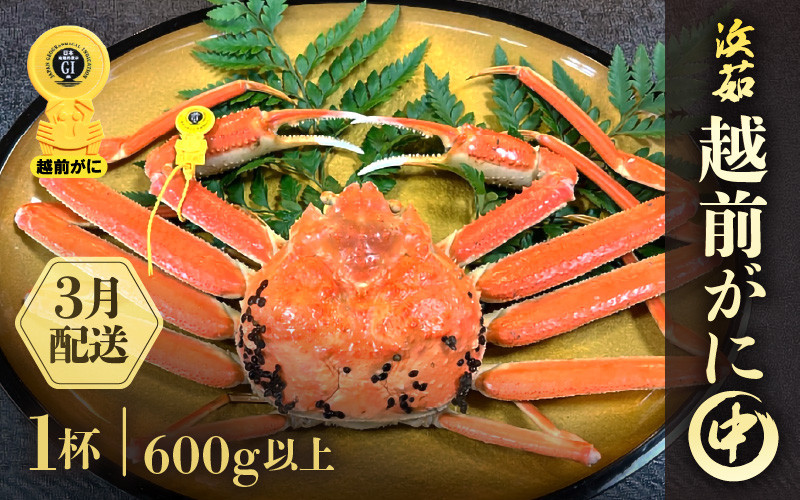 
            ≪浜茹で≫越前がに 中サイズ 1杯（生で600g以上）【雄 ズワイガニ かに カニ 蟹 越前ガニ 姿 ボイル 冷蔵 福井県】【3月発送分】希望日指定可 備考欄に希望日をご記入ください [e68-x004_03]
          